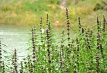 女人多吃3种食物,调节月经,缓解经量过少,还能改善痛经-古方玉灵膏-食疗补血妙方